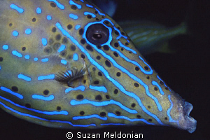 Scrawled file fish flashing by Suzan Meldonian 